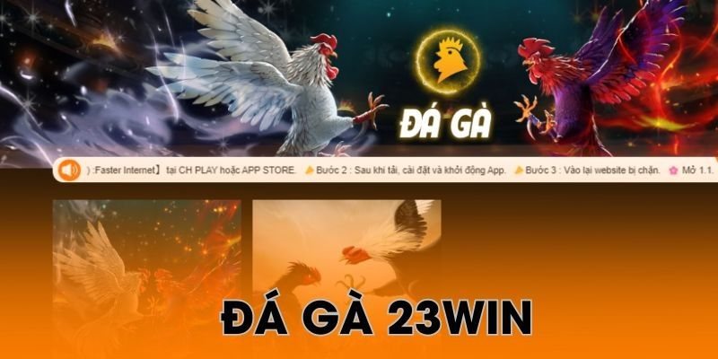 Dễ dàng tham gia cá cược đá gà thomo trên sảnh 23WIN