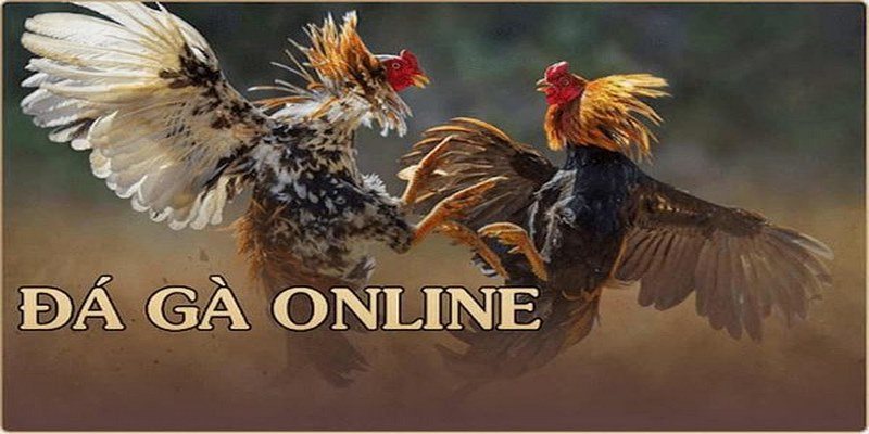 Hệ thống livestream đá gà Thomo tại 23WIN