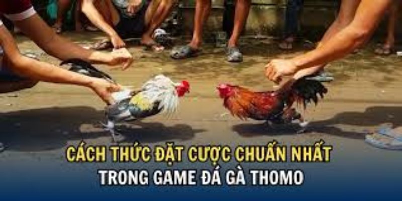 Luật tham gia đá gà Thomo tại 23WIN